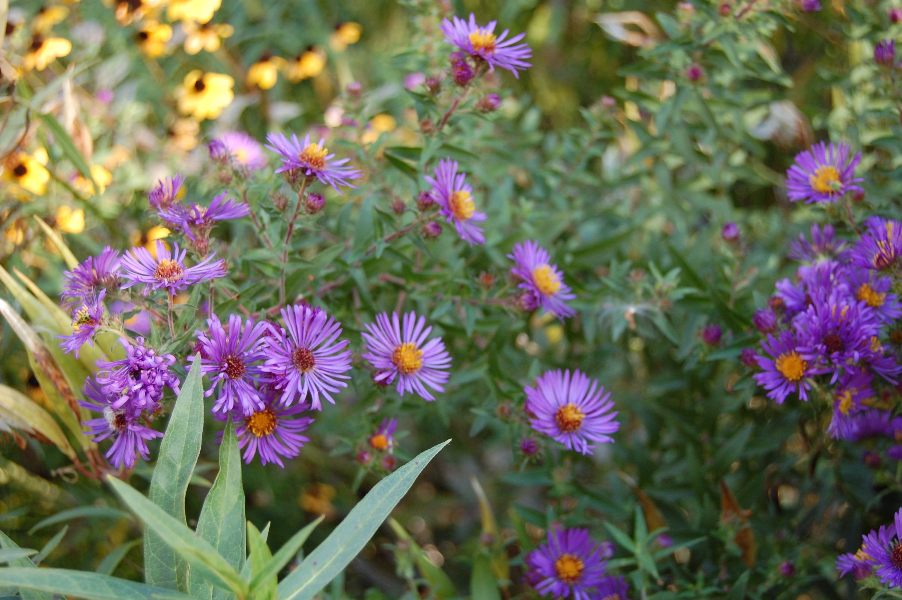 Aster de Nouvelle-Angleterre