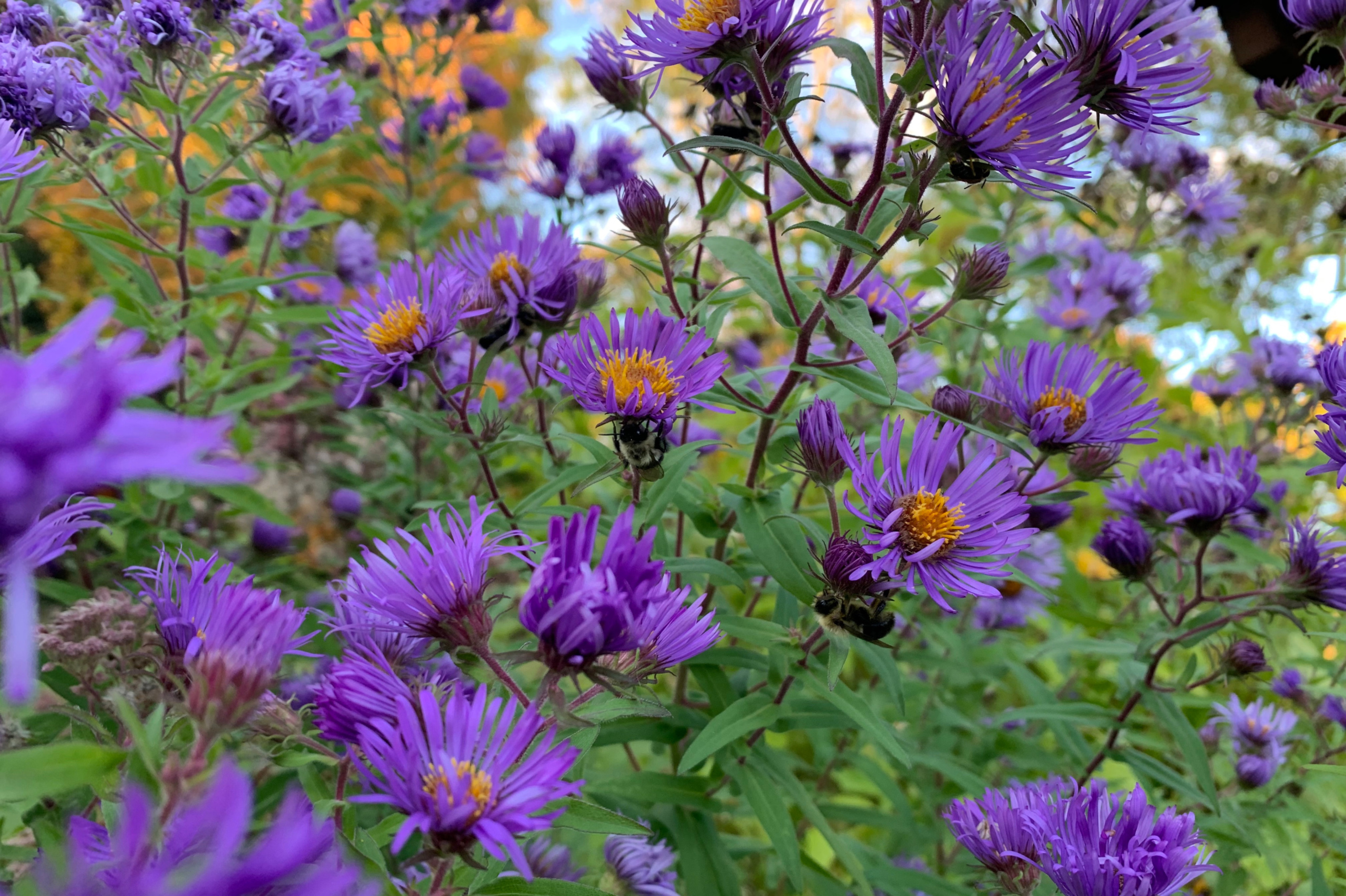 Aster de Nouvelle-Angleterre