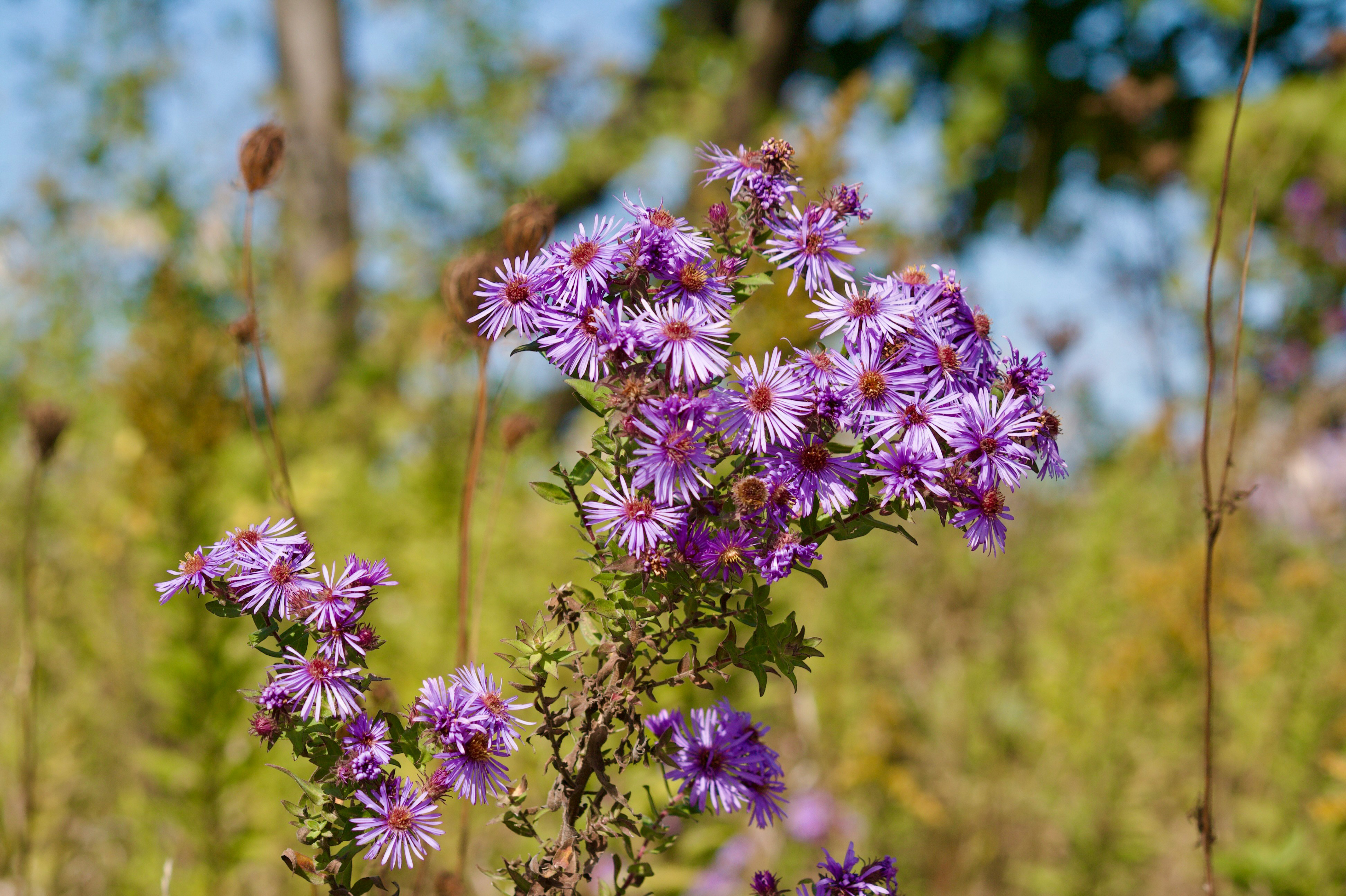 Aster de Nouvelle-Angleterre