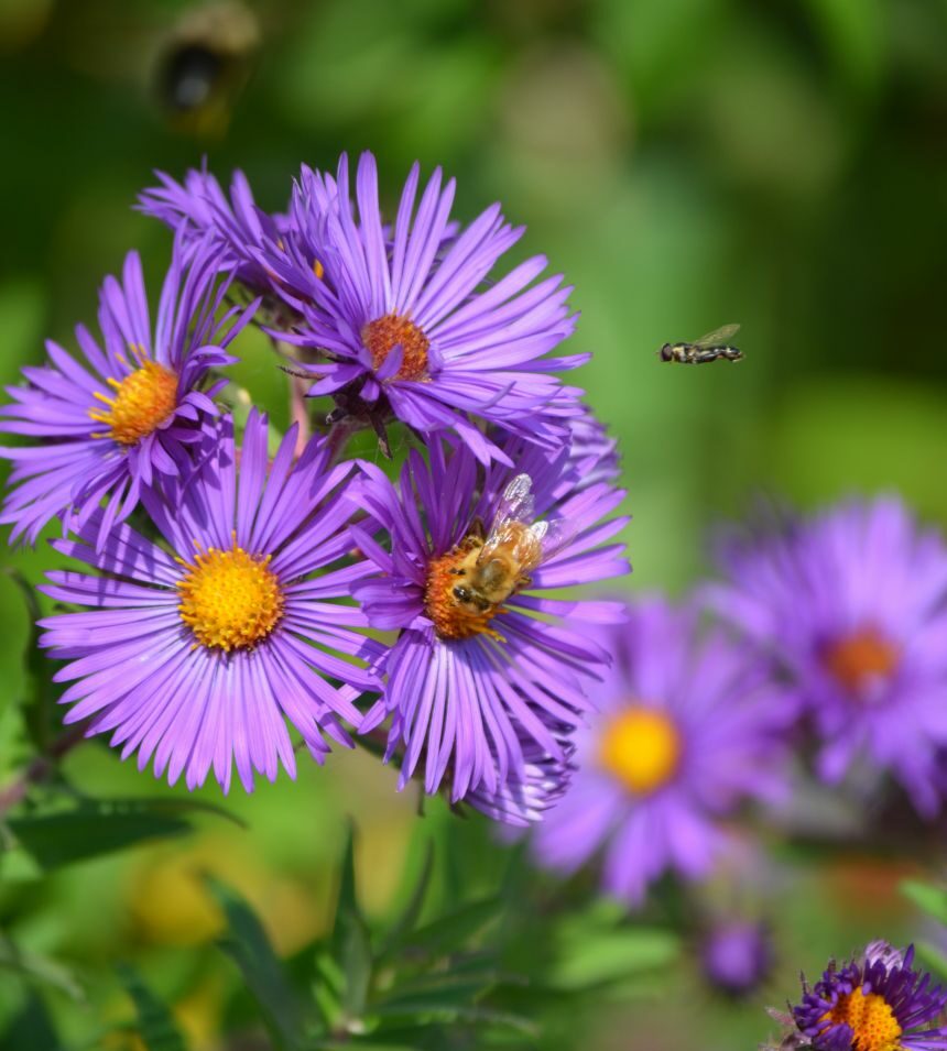 Aster de Nouvelle-Angleterre