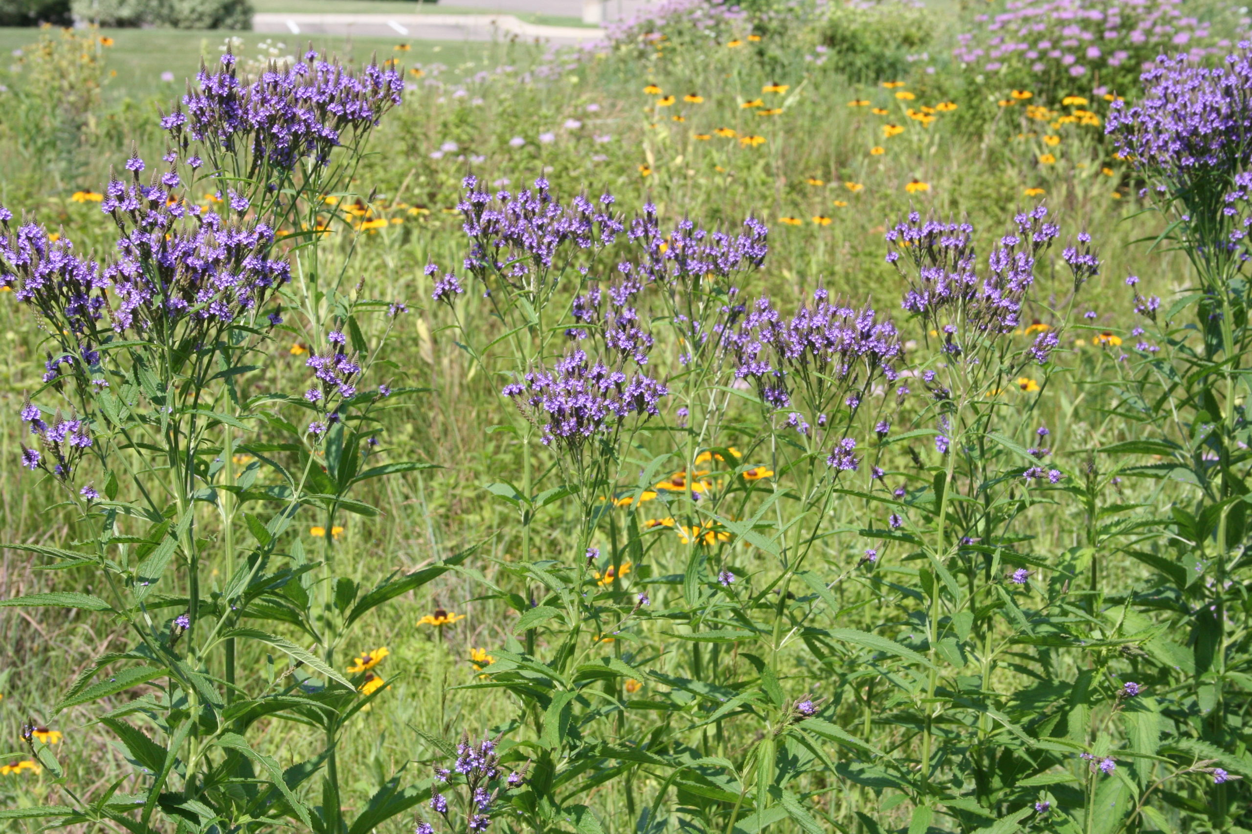 Verveine hastée