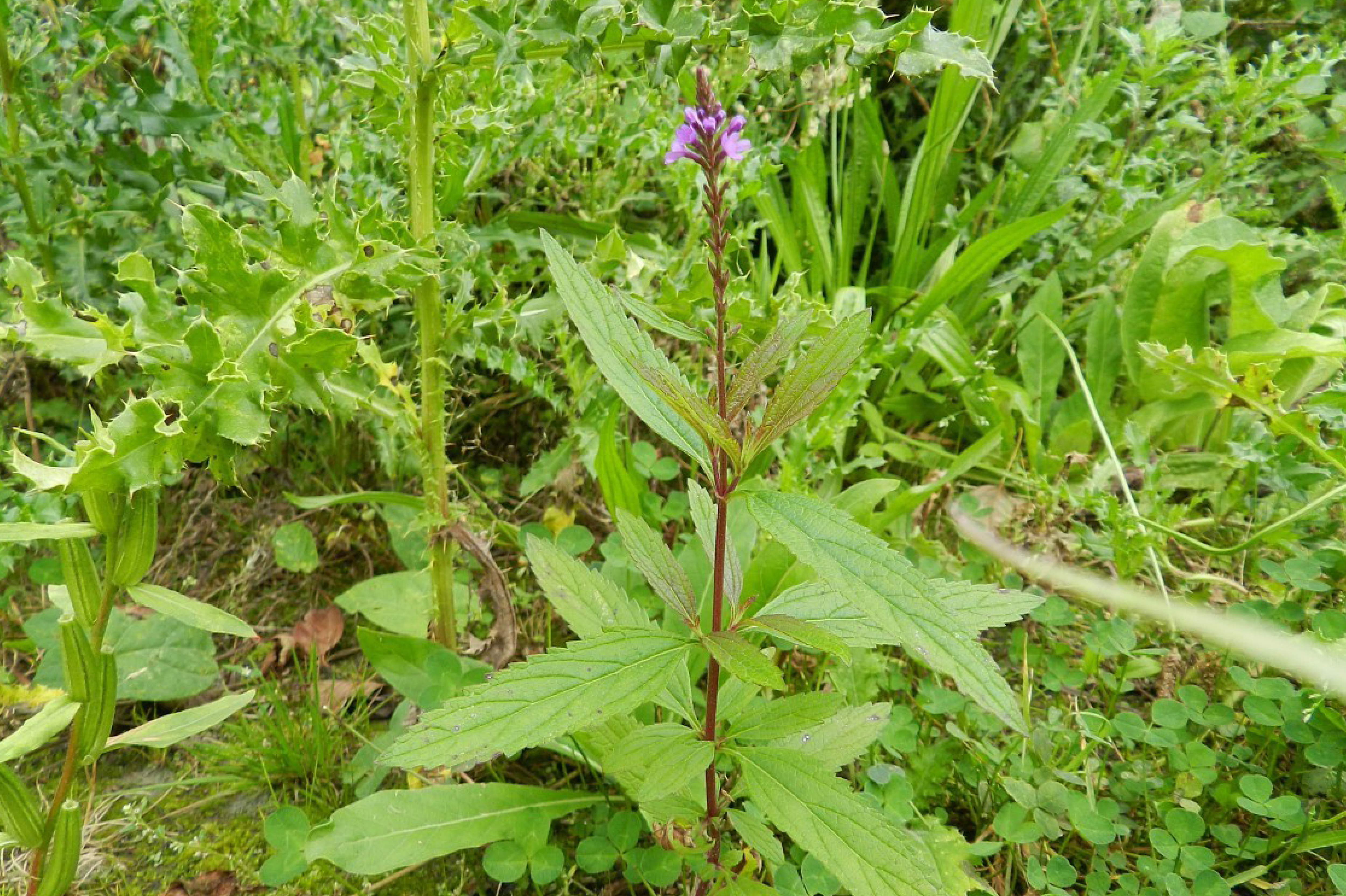 Verveine hastée