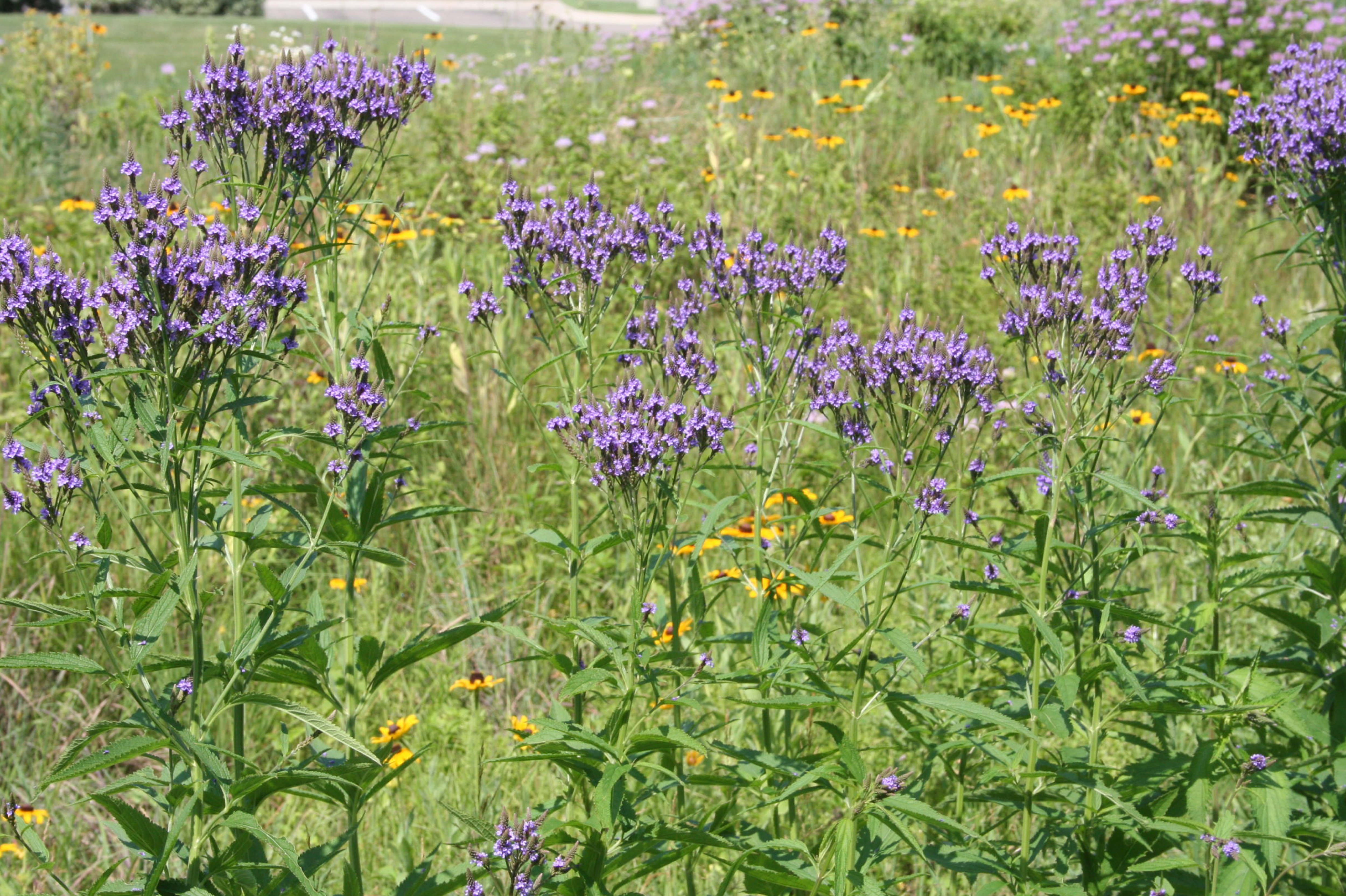 Verveine hastée