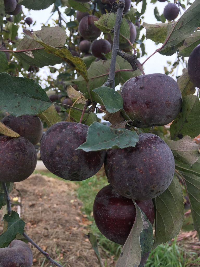 Pommier ‘Black oxford’