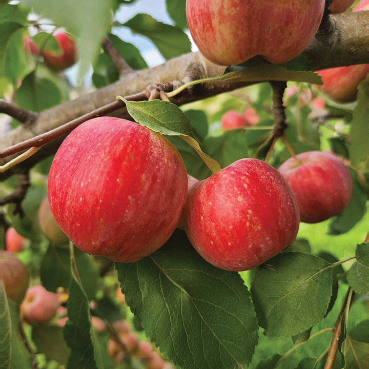 Pommetier ‘Chesnut’