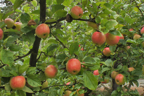 Pommier ‘Freedom’
