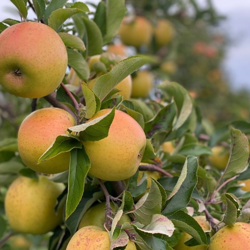 Pommier ‘Goldrush’