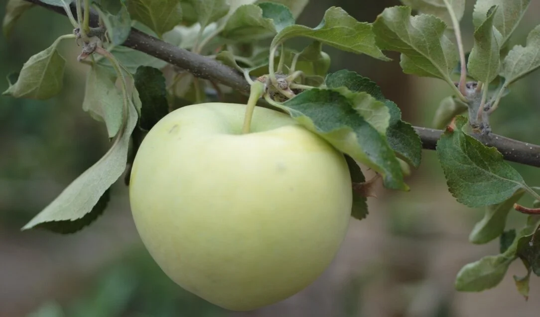 Pommier ‘Jaune transparent’