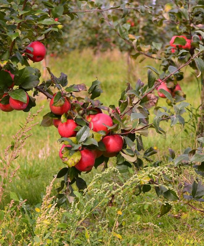 Pommier ‘Liberty’