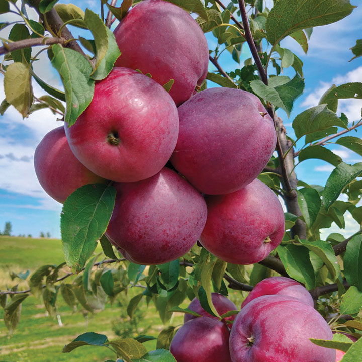 Pommier ‘Nova Easygro’