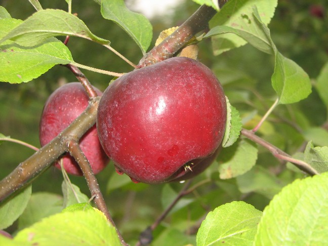 Pommier ‘Purple passion’