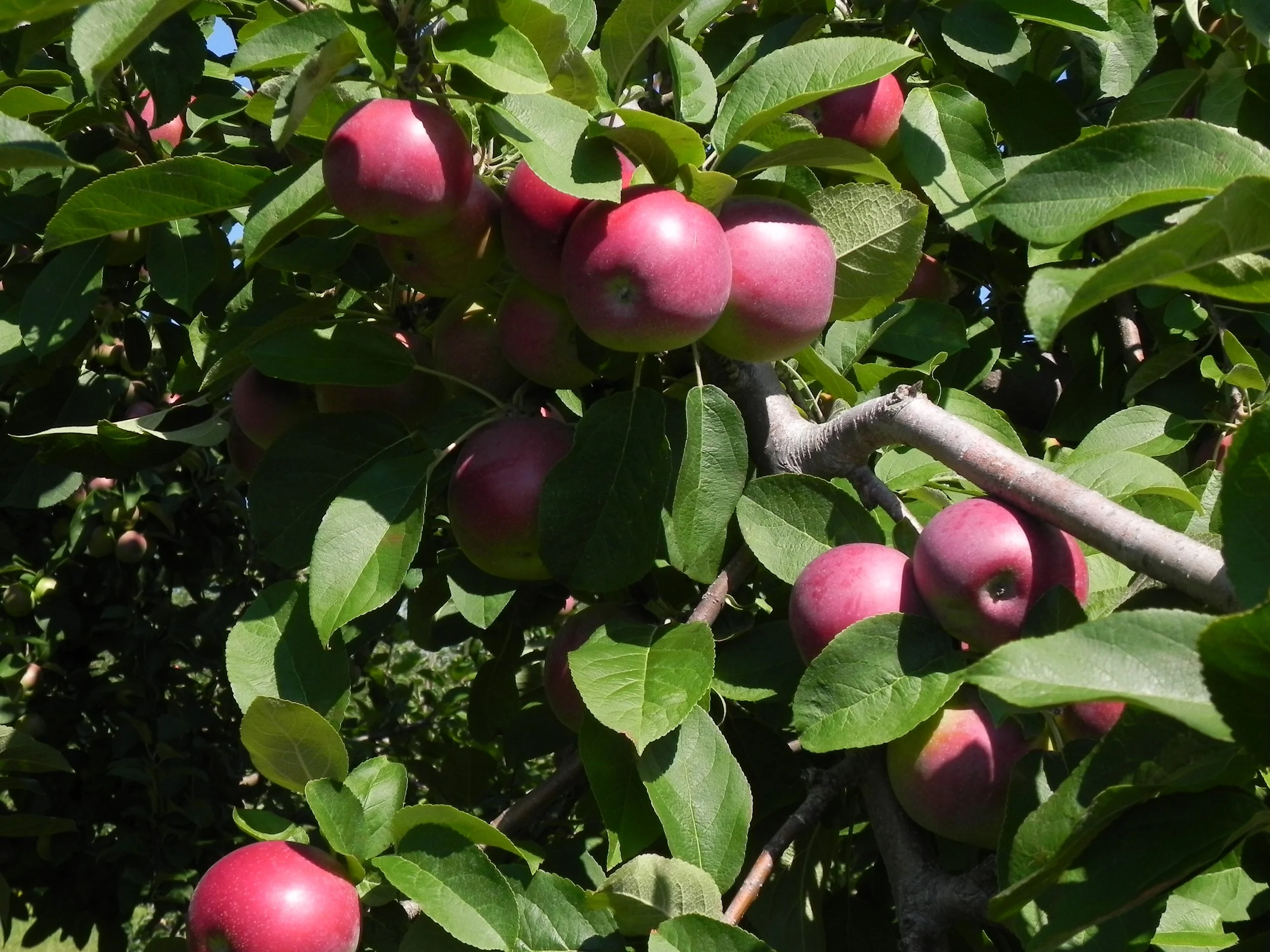 Pommier ‘Tangowine’