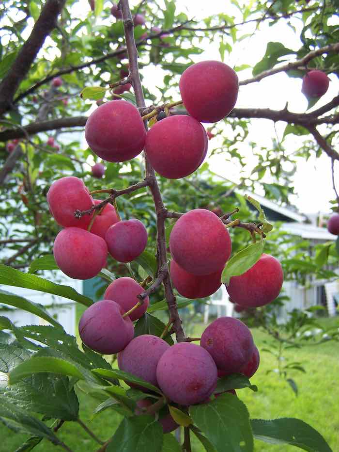 Prunier ‘Toka’