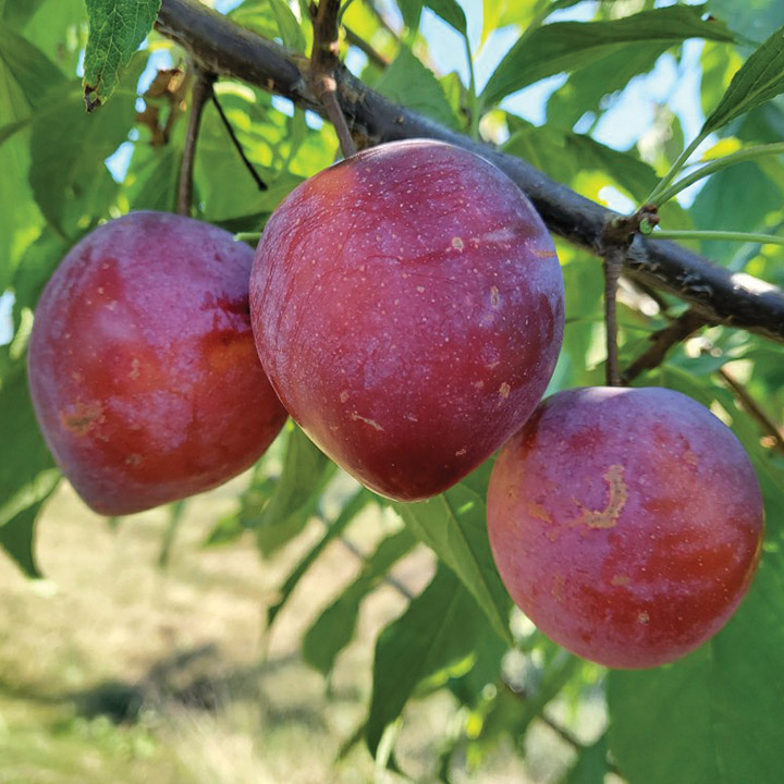 Prunier ‘Kahinta’